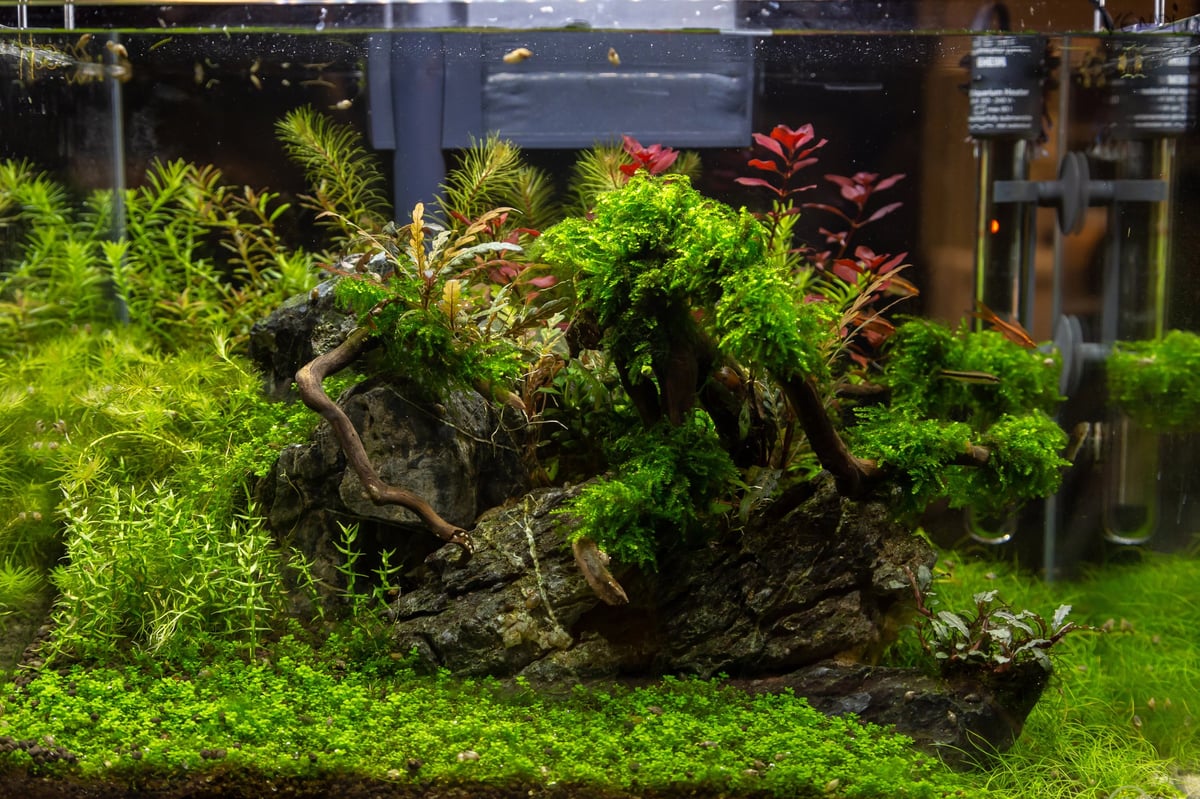 Healthy low-tech planted aquarium featuring lush Java Fern, moss-covered driftwood, carpeting plants, and colorful stem plants, demonstrating the vibrant growth that can be achieved with a consistent liquid fertilizer routine.