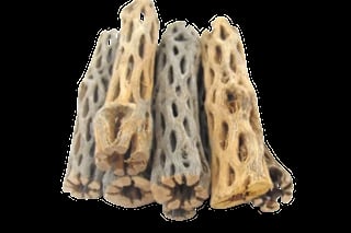 Group of four dried morel mushrooms with honeycomb-like caps in cream and gray tones