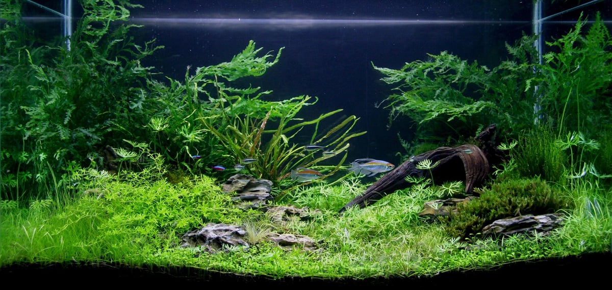 Aquarium with lush green aquatic plants, driftwood, and a small shrimp on sandy substrate