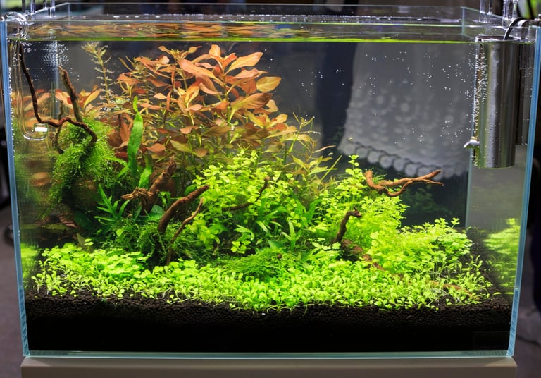 Planted aquarium with vibrant green and golden aquatic plants in black substrate and clear water