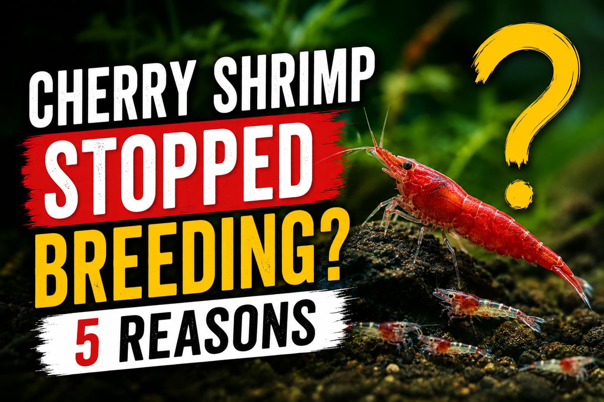 Red cherry shrimp with baby shrimp in a planted aquarium illustrating a colony that has suddenly stopped breeding