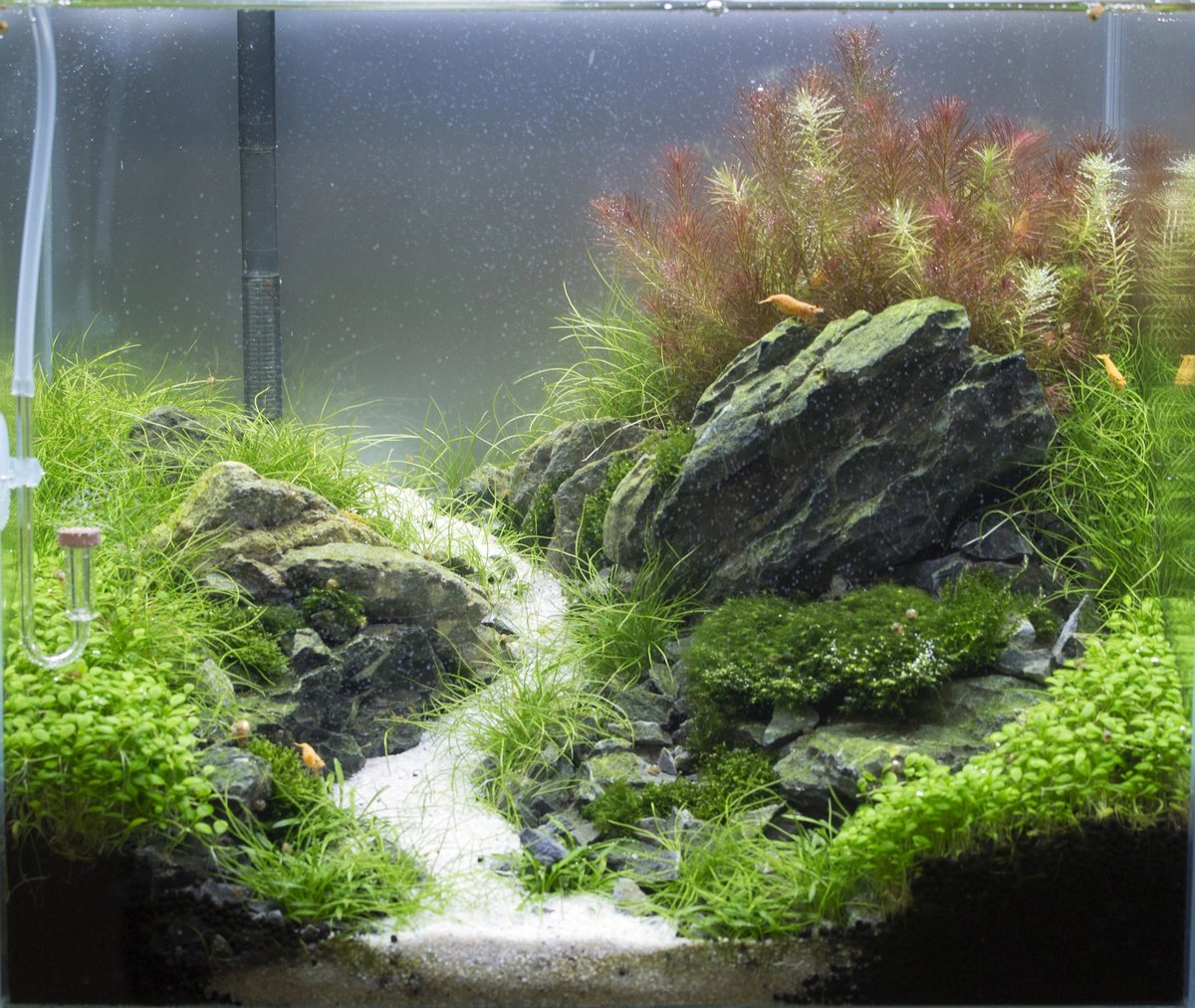 Aquascaped planted aquarium with layered rocks, green plants, reddish stem plants, and white sand substrate