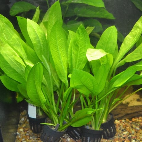 Bright green aquatic plant with elongated leaves in a black pot planted in gravel substrate underwater