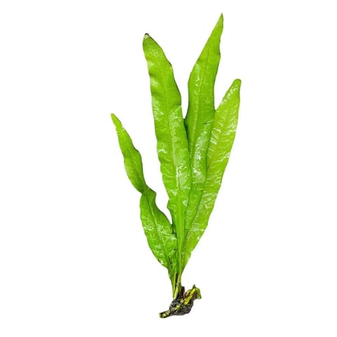 Green fern frond with water droplets and visible root system on white background