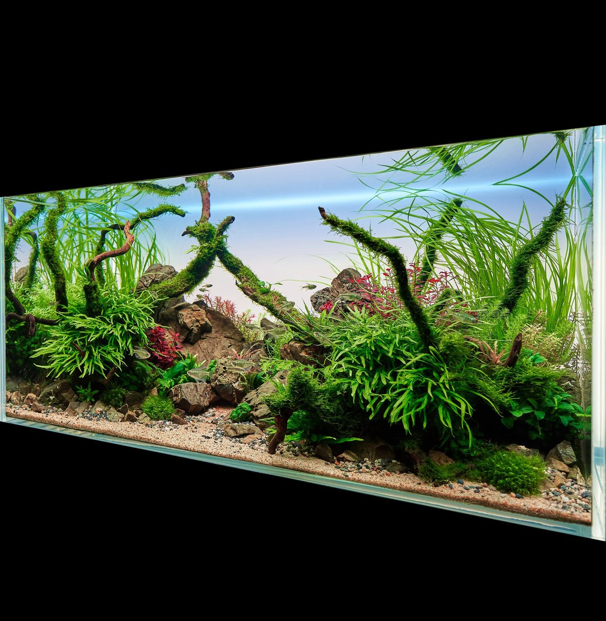 Aquascape aquarium with driftwood, green plants, and substrate viewed from side angle against black background
