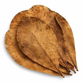 Close-up of dried brown leaves with visible veins and curled edges on white background