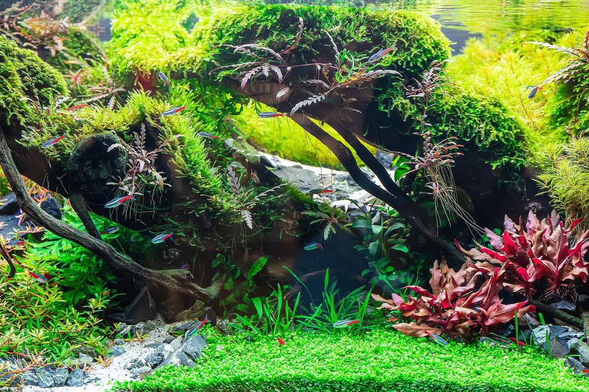 Lush aquarium scene with twisted driftwood, vibrant green plants, red leaf plants, and rocks on white substrate