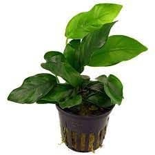Small potted plant with glossy green leaves in a brown plastic nursery pot