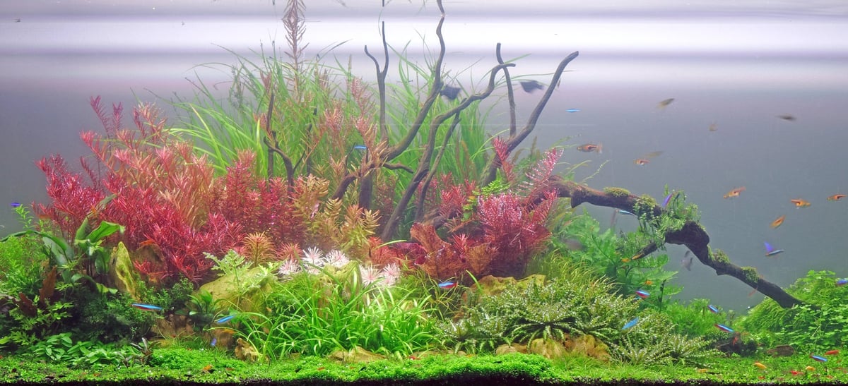 Vibrant aquarium tank with red, pink, and green aquatic plants, driftwood, and green gravel substrate