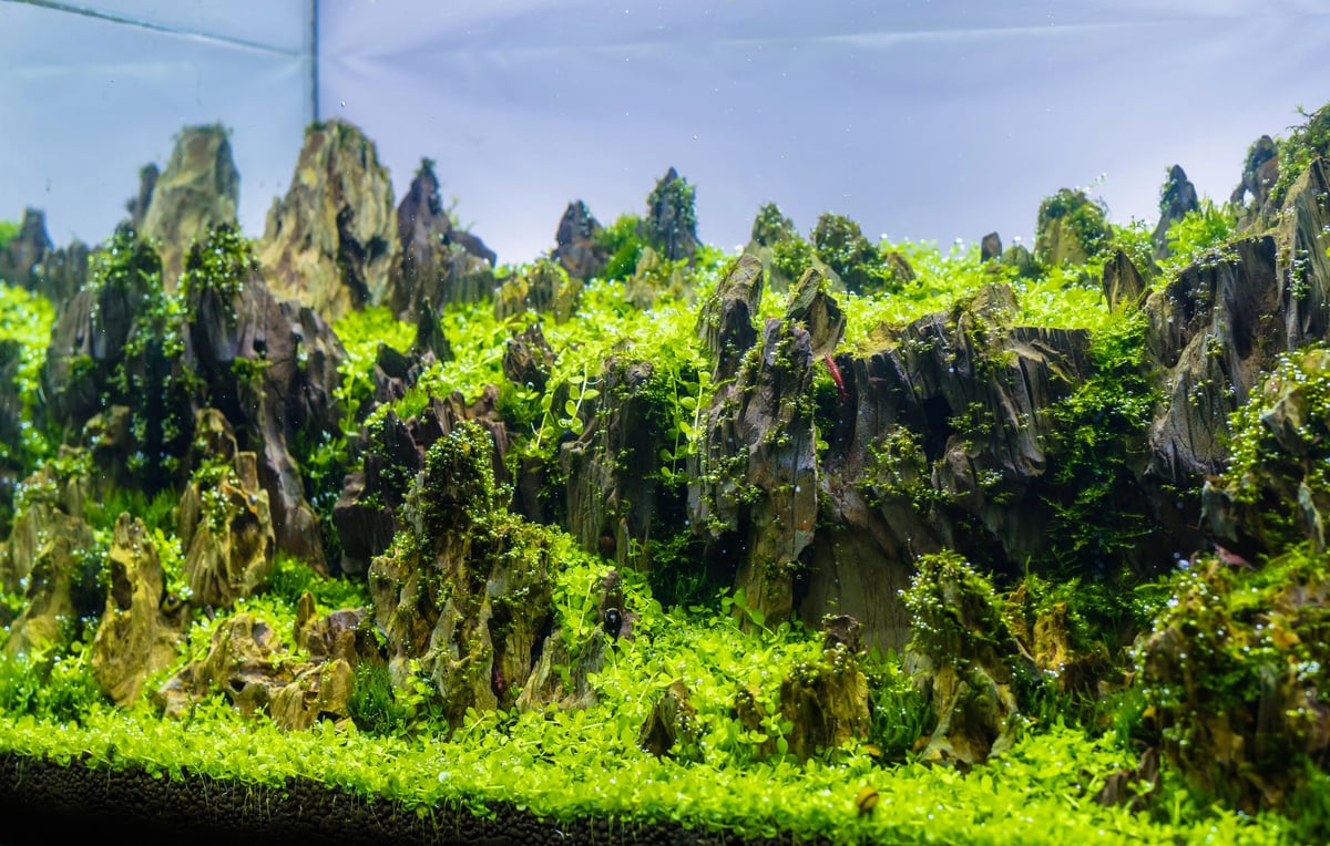 Lush green forest with tall limestone karst rock formations rising through dense vegetation under blue sky